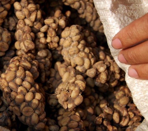 Kopi luwak, also known as cat poop coffee, partially digested coffee beans from the feces of an Asian palm civet. Lampung, Indonesia. (Photo: Wikimedia Commons/Wibowo Djatmiko)