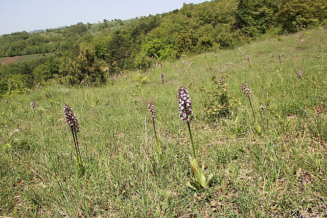 You need to harvest 1000 orchids to create one kilogram of salep. In recent years, sheperds in certain areas of Turkey have found it increasingly difficult to source wild orchids, a vital source of income. (Photo: Wikimedia/Pamukova Haber)