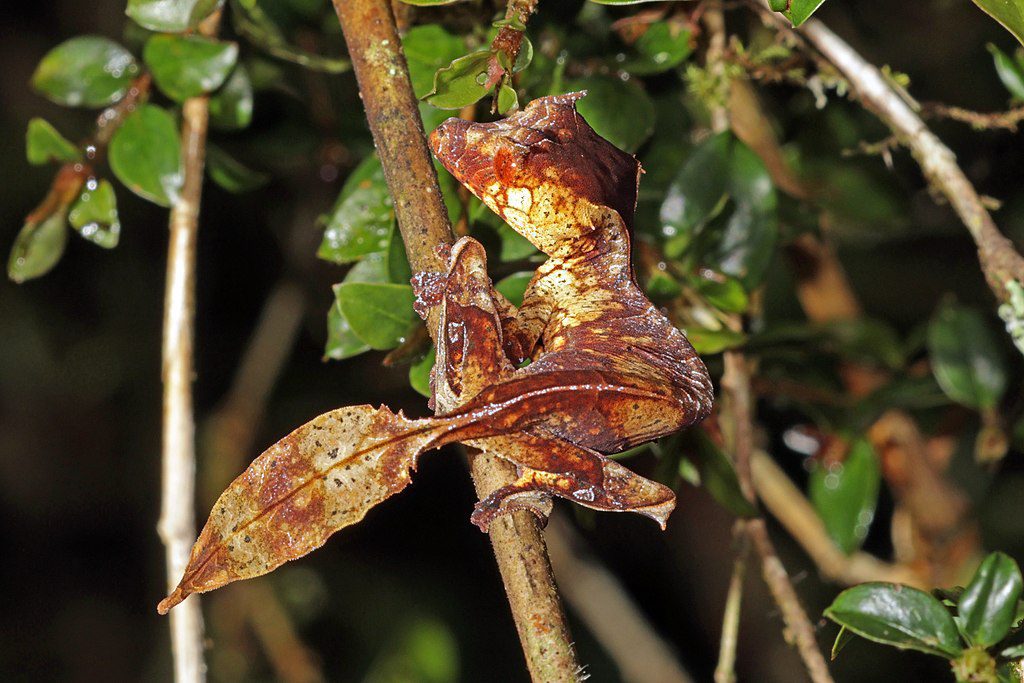 The Ranomafana National Park in Madagascar is one of the homes of the satanic leaf tailed gecko. (Photo: Wikimedia Commons/Charles J Sharp)