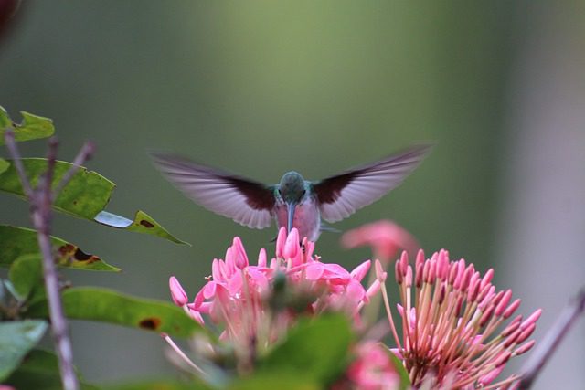 Zunzuncito expends enormous amounts of energy and typically consumes about half its weight in nectar and tiny insects daily. (Photo: Pixabay/alexandreatleta1)