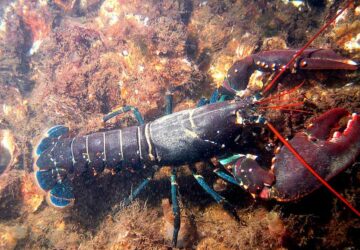 How Lobsters Communicate: You Think You’ve Got Problems?