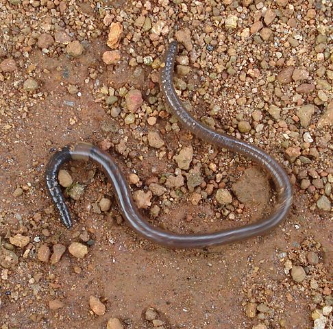 The Hammerhead worm is a real danger to earthworms. (Photo: Wikimedia/Aruna)