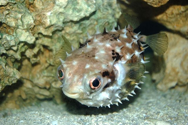 The Hammerhead worm uses a powerful neurotoxin to neutralize prey. This same neurotoxin is also found in rough-skinned newts, pufferfish, and blue-ringed octopus. (Photo: Wikimedia/George Parrilla)