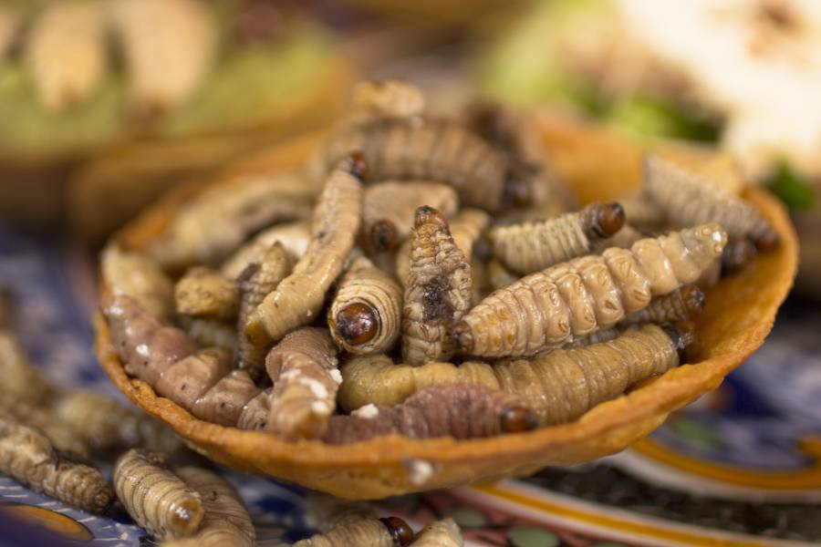 Agave worms (Photo: Shutterstock/JuanSalvador)