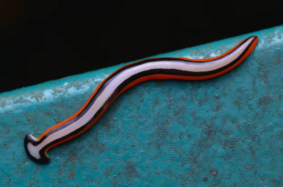 A Hammerhead worm from Borneo (Photo: Shutterstock/Simon Schim)