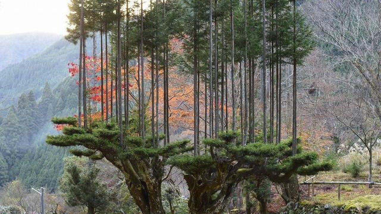 Daisugi in the Kitayama Forest