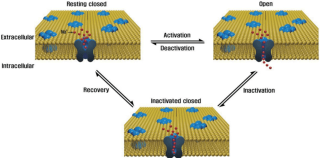 Sodium channel in open, closed and inactivated states. (Image: Wikimedia/June-Bum Kim)