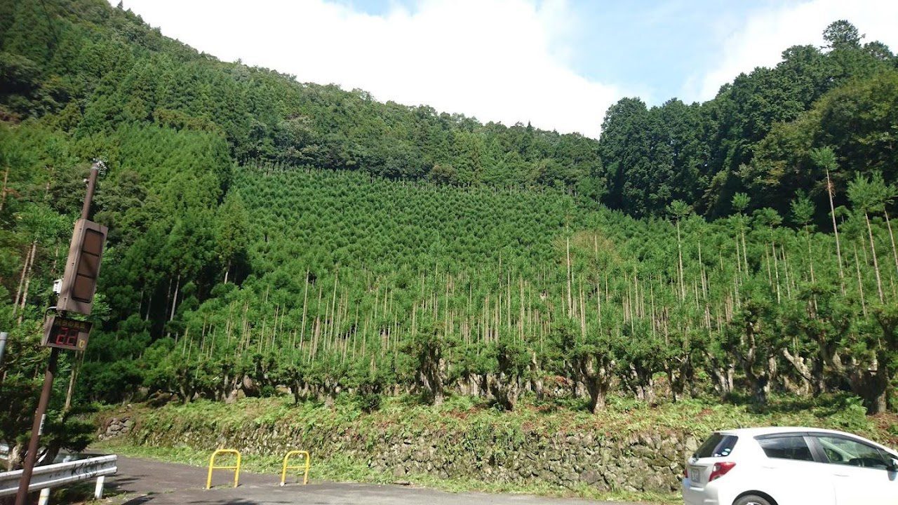 The cedar forests of Kitayama.