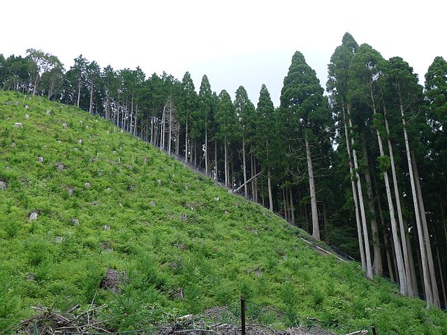 Kitayama cedar trees in Kyoto, Tamba Highland, Japan. (Photo: Wikimedia/Indiana jo)