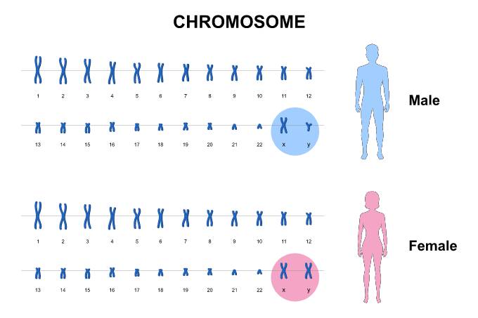 The human genome is a fascinating, complex collection of 23 pairs of chromosomes. It's only one chromosome in these pairs that differ between men and women to determine all the differences between males versus females. (Image: Shutterstock/Ody_Stocker)
