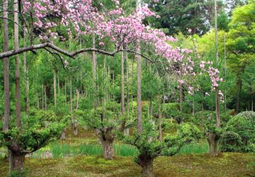 Everything You Need To Know About The Daisugi Tree