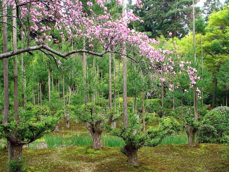 Everything You Need To Know About The Daisugi Tree | OddFeed