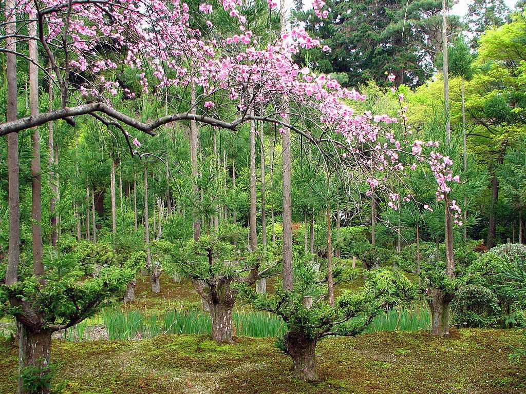 Ryoan-ji garden, Kyoto, Kyoto Prefecture, Japan (Photo: Wikimedia/Bernard Gagnon)