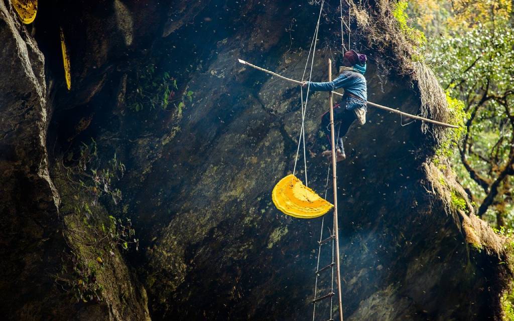 A honey hunter harvesting mad money in Nepal. (Photo: Pixabay/gorkhe1980)