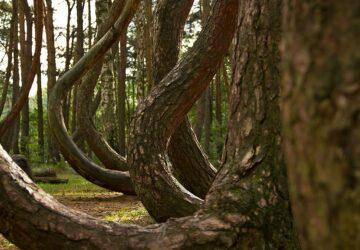 The Secret History of Poland’s Crooked Forest