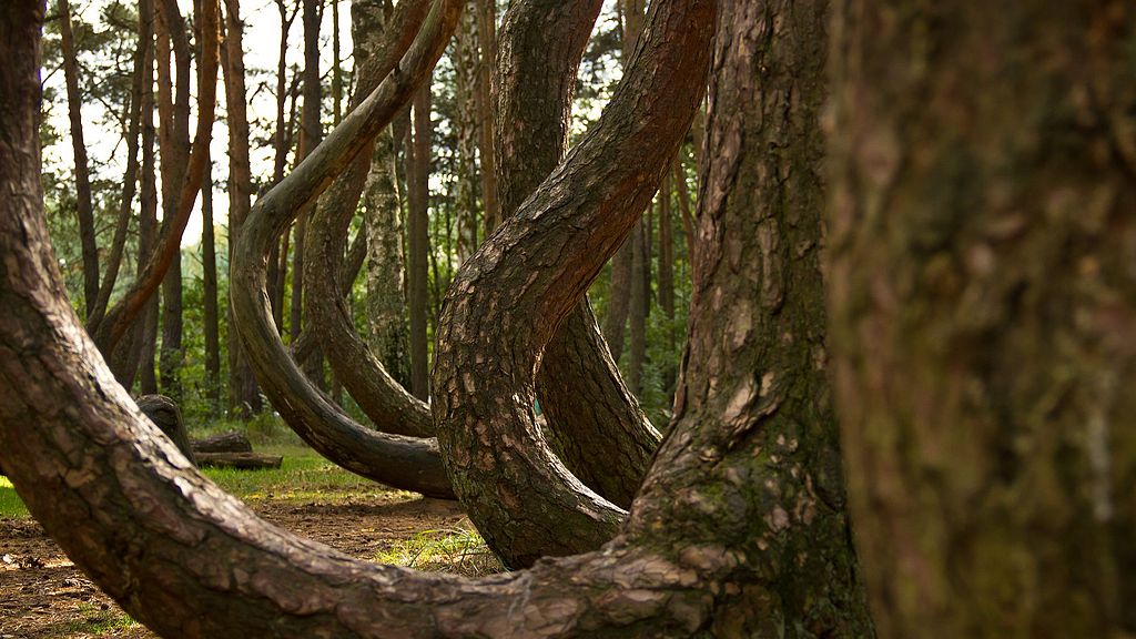 Crooked Forest, Nowe Czarnowo (Photo: Wikimedia/Kengi)