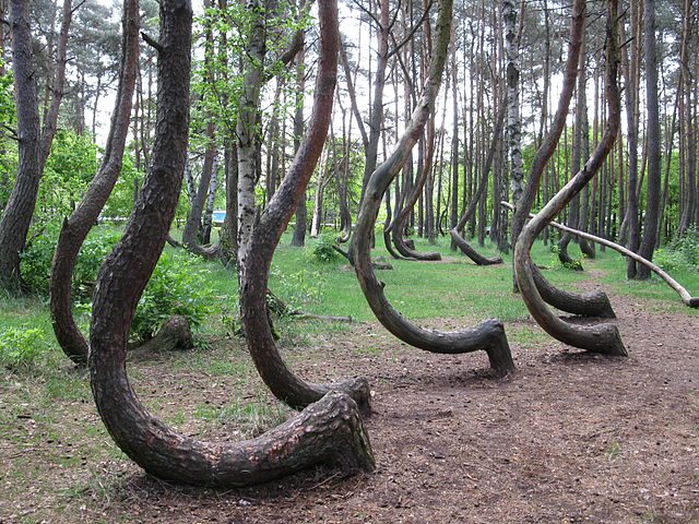 The Crooked Forest near Gryfino, Western Poland, planted in the 1930s, covers an area of two hectares. (Photo: Wikimedia/Rzuwig)