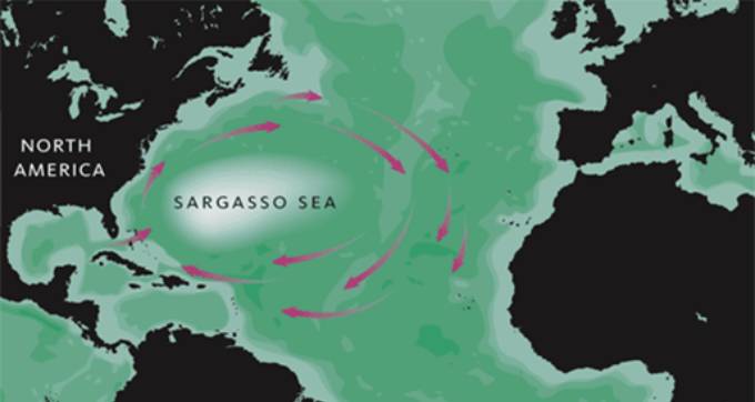 The Sargasso Sea is a region of the Atlantic Ocean bounded by four currents: Gulf Steam (West), North Atlantic Current (North), Canary Current (East), and the North Atlantic Equatorial Current (South). Together, these four currents form a system of ocean currents known as the North Atlantic Gyre. Unlike all other regions called seas, it has no land boundaries. (Photo: Wikimedia/Pasixxxx)