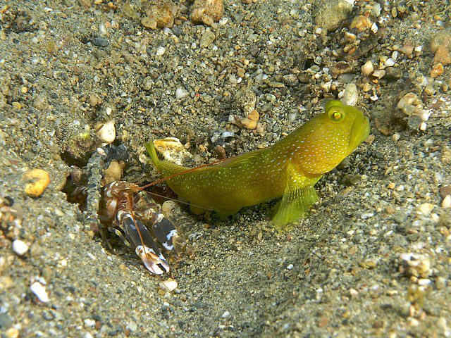 Alpheus bellulus (Snapping shrimp) with partner Cryptocentrus cinctus (Yellow shrimp goby). A symbiotic relationship where the blind shrimp digs the protective burrow and the keen eyed goby serves as lookout. (Photo: Wikimedia/Nhobgood Nick Hobgood)