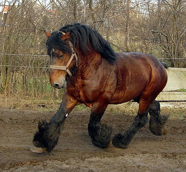 A trotting Belgian draft horse. The average horse can sustain a maximum output of approximately 14.9 horsepower over a short period. (Photo: Wikimedia/Vkarel)