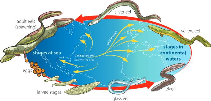 Life cycle of eels and their migration patterns. (Image: Shutterstock)