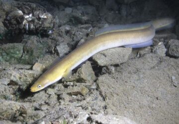 How do Eels Reproduce and Where on Earth do They Come From?