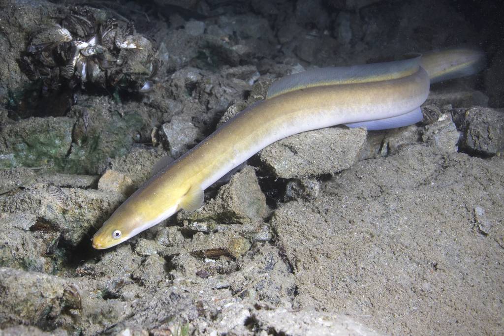 Eel fish (anguilla anguilla) in the beautiful clean river. Underwater shot in the river. (Photo: Shutterstock)