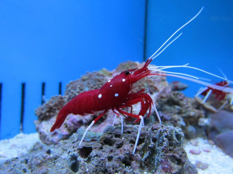Can A Pistol Shrimp Kill A Human Can the Pistol Shrimp Hurt a Human? | OddFeed