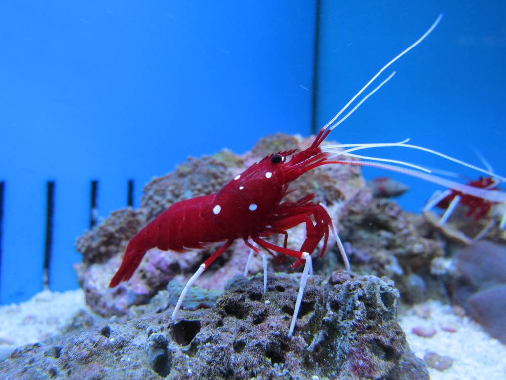 Pistol Shrimp (Photo: Flickr/Ozzy Delaney)