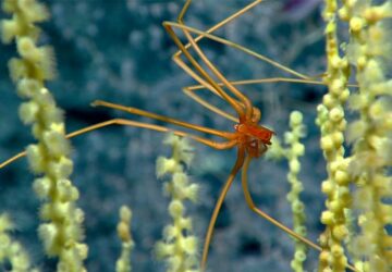 Giant Sea Spiders Breathe Through Their Legs!