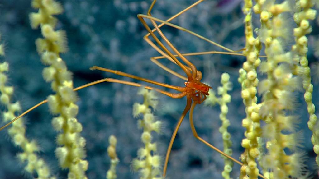This sea spider was observed at about 1,675 meters depth on a bamboo coral that has been colonized by yellow parazoanthids. (Photo: Flickr/NOAA)