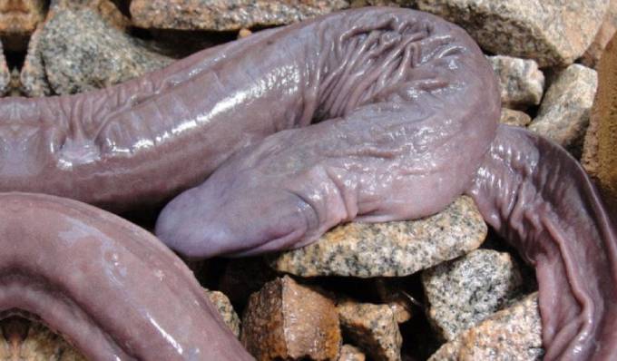 The real story is that Atretochoana eiselti is a new type of lungless tetrapod that relies solely on cutaneous respiration. (Photo: Juliano Taban/Divulgação)