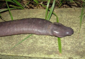 The Penis Snake: Contender For Most Appropriately Named Creature