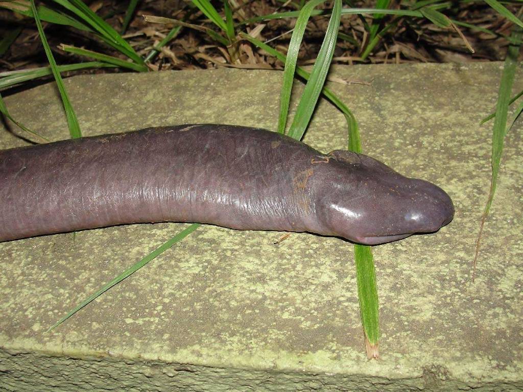 The penis snake, formerly known as Atretochoana eiselti. (Photo: Matt Roper)