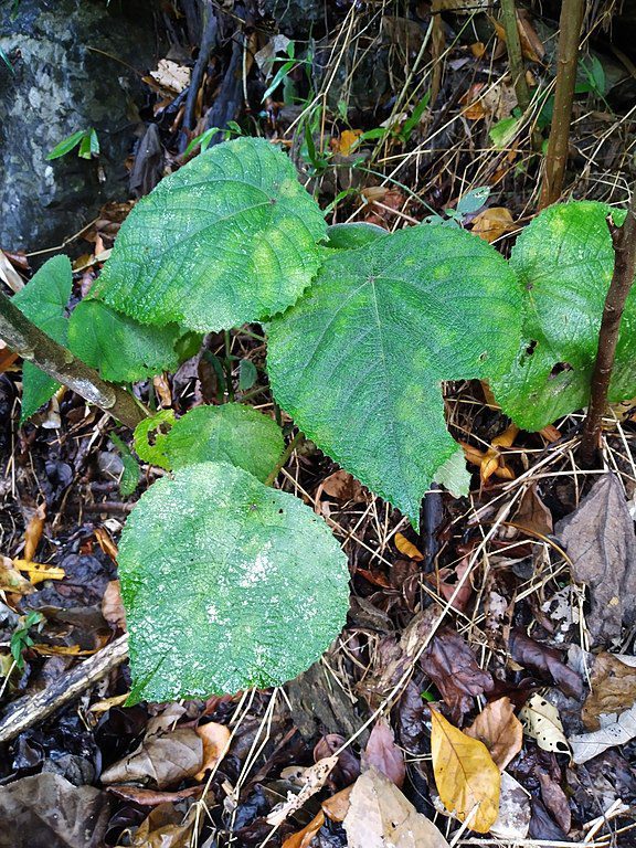 Leaves of Gympie-gympie, Dendrocnide moroides. A young plant growing in rainforest on the Lamb Range near Cairns, Qld, November 2020. (Photo: Wikimedia/Steve Fitzgerald)