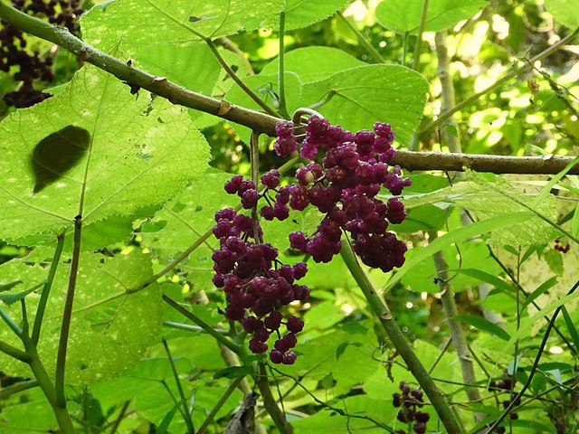 Fruits and leaves of Dendrocnide moroides, the gympie-gympie or stinging tree. Crystal Cascades, near Cairns, Queensland, June 2021. (Photo: Wikimedia/Steve Fitzgerald)