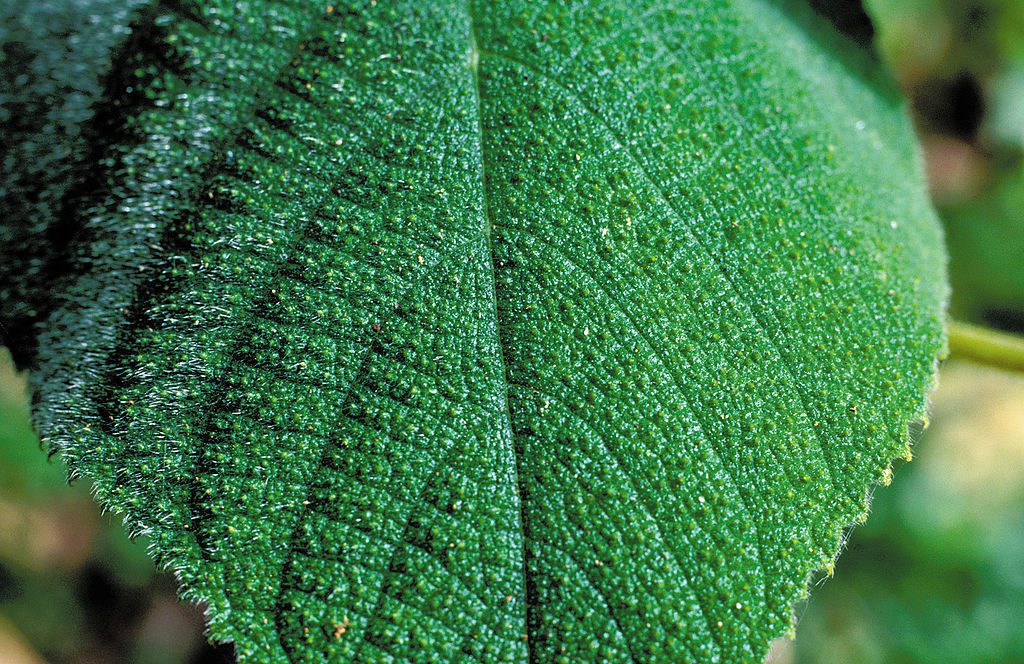 The leaves of this species are covered in hairlike silica needles that, if touched, inflict a painful sting. If you brush against them, their tips penetrate the skin, break off, and release an irritant poison. The effect of the sting may last for months. (Photo: Wikimedia/Willem van Aken, CSIRO)