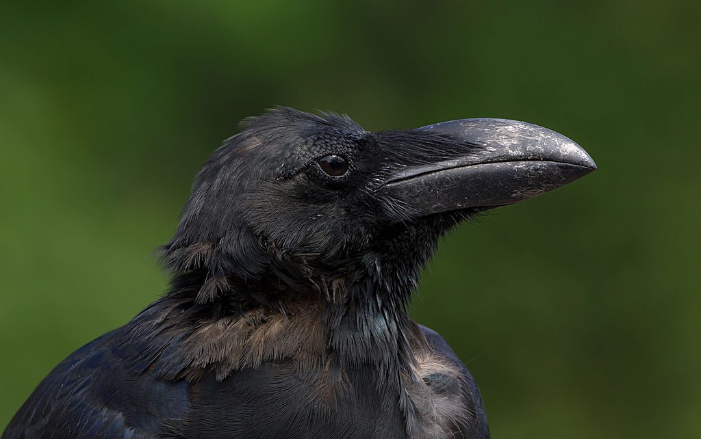 Jungle crow (Close-up of the head area), Tennōji Park, Osaka. (Photo: Wikimedia/Laitche)