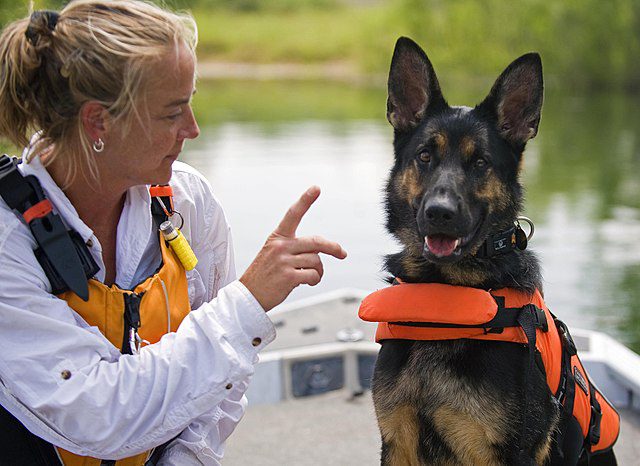 Denice Wethington of New Castle, Ind., gives Brea, her German shepherd search and rescue dog, commands during a training exercise conducted at the Department of Homeland Security Search and Rescue Conference held at the Camp Atterbury Joint Maneuver Training Center in central Indiana. (Photo: Wikimedia/Sgt. John Crosby)