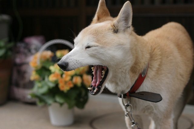 A yawning dog. (Photo: Wikimedia)