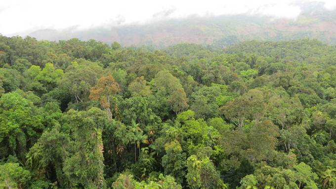 Daintree Rainforest, Queensland, Australia. Gympie-gympie trees nestle among the rainforests of New South Wales and Queensland. (Photo: Flickr/Robert Linsdell)