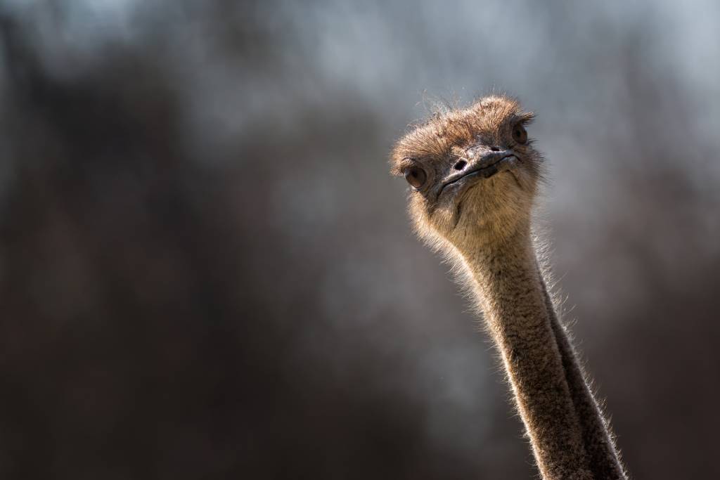 Ostrich head and neck. (Photo: Shutterstock)