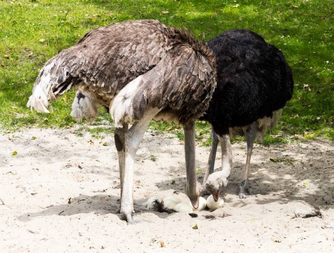 Ostriches taking care of their eggs on a sunny day. (Photo: Shutterstock)
