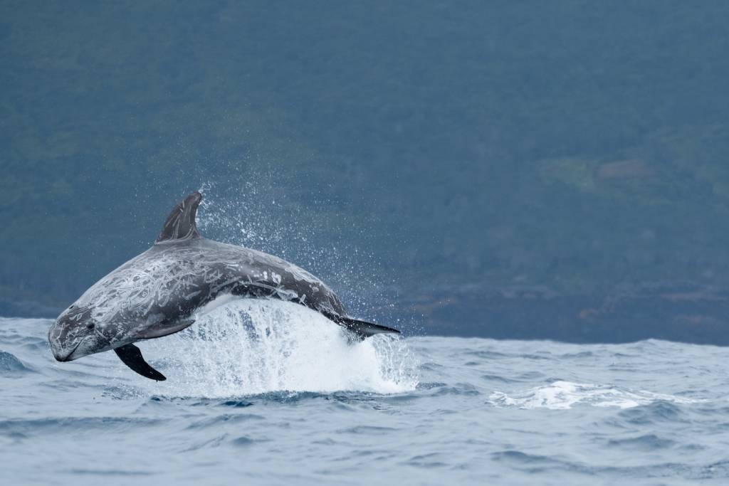 Risso's dolphin leaping from the Atlantic off the shore of Pico Island, Azores. (Photo: Shutterstock)