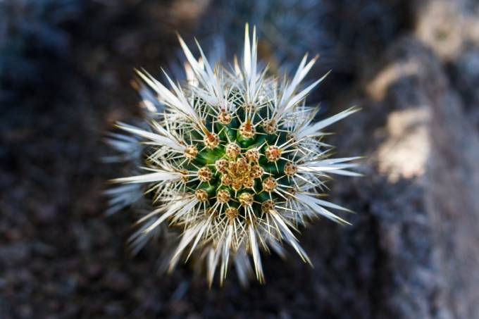 Closeup view of the head on a Creeping Devil cactus (Stenocereus eurca) native of Mexico. The needles create a beautiful, symmetrical pattern. (Photo: Shutterstock)