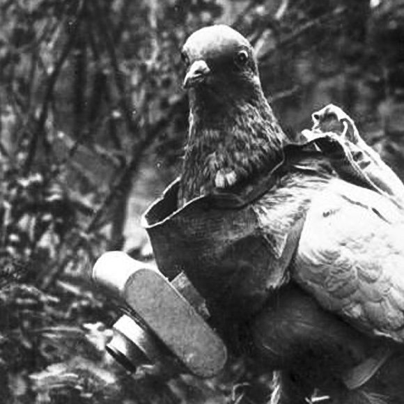 The original GI Joe served as a war pigeon. (Photo: Wikimedia)