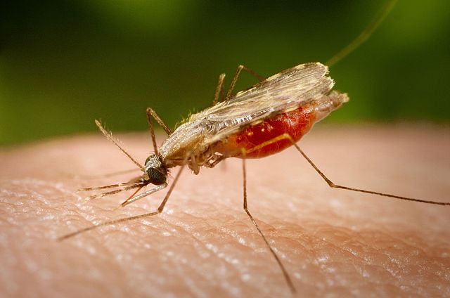 Anopheles mosquito. (Photo: Wikimedia/James Gathany)