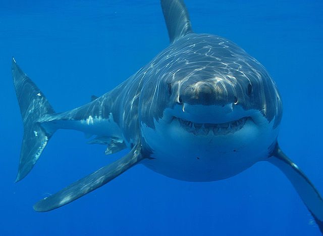 Great white shark (Carcharodon carcharias) off South Africa. Sharks need to move constantly otherwise they'd suffocate. (Photo: Wikimedia/Hermanus Backpackers)
