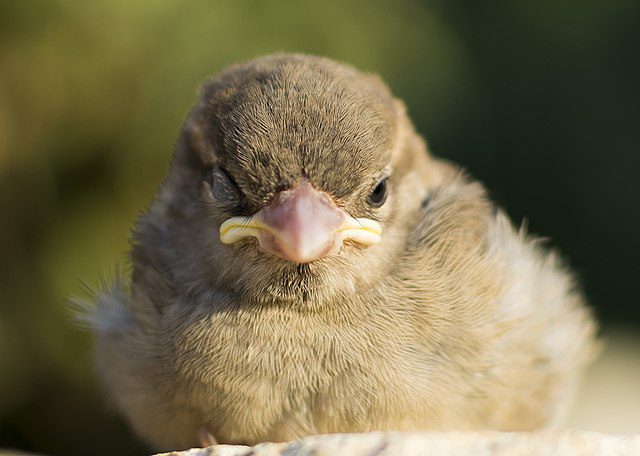 A young House Sparrow exhibits Unihemispheric slow-wave sleep. (Photo: Wikimedia/Hussain Kaouri)