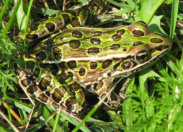 Northern Leopard frog. (Photo: Pixabay/Bernell MacDonald)